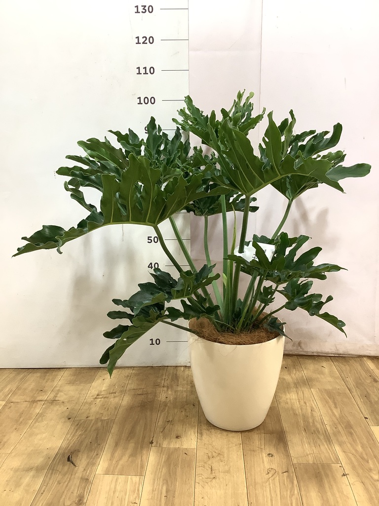 フィロデンドロン 8号 | 観葉植物通販HitoHana(ひとはな)