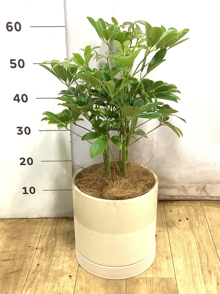 観葉植物 シェフレラ（カポック） 5号 ノーマル エドラ B 付き | 観葉