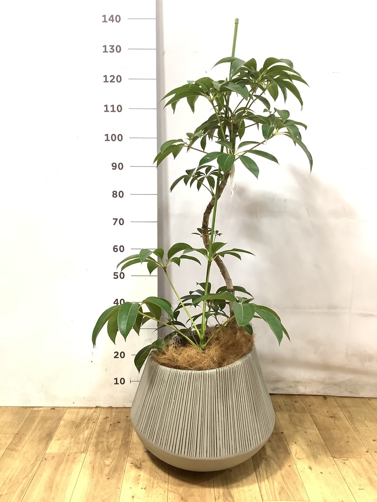 観葉植物 ツピダンサス 8号 曲がり ビアスソリッド ブラック 付き