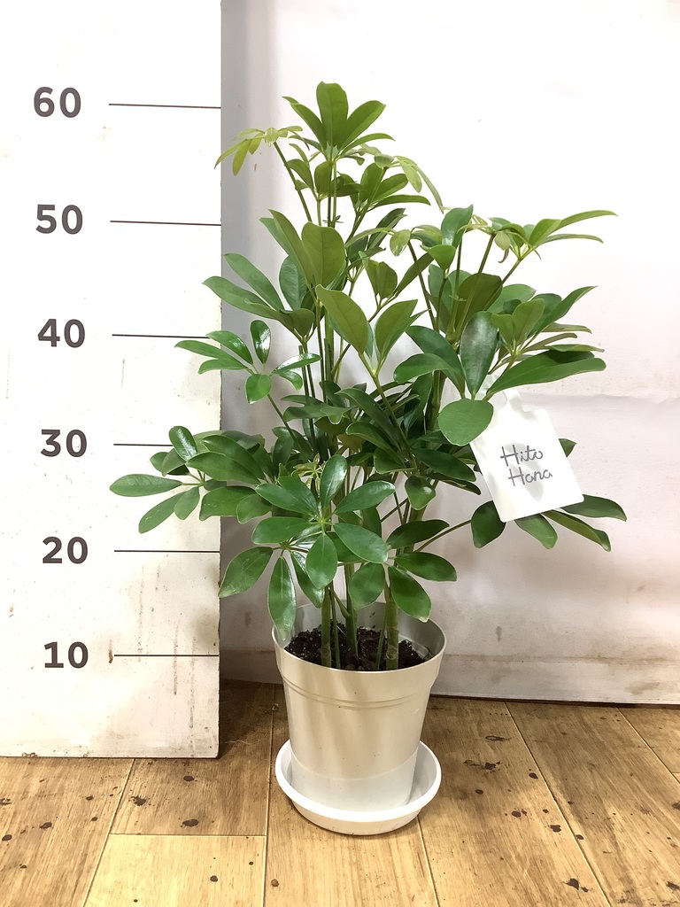 観葉植物 シェフレラ（カポック） 5号 ノーマル プラスチック鉢 | 観葉