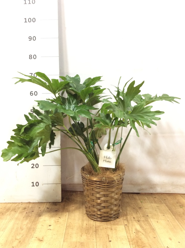 K■フィロデンドロン・セローム/ヒトデカズラ/高さ85cm/葉38cm 観葉植物 フィロデンドロン 6号 セローム ヒトデカズラ プラスチック鉢