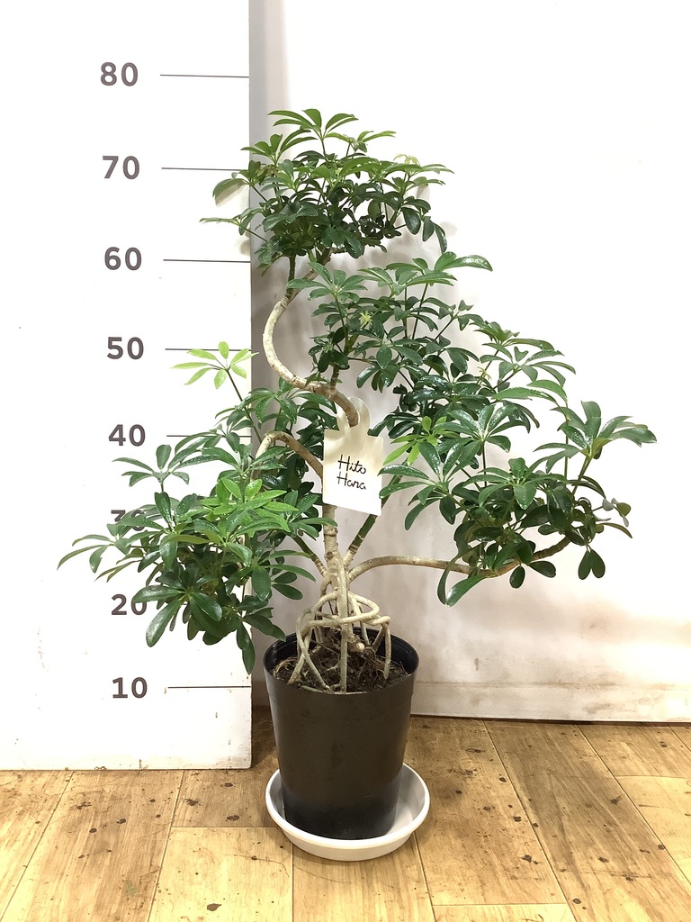 観葉植物 シェフレラ（カポック） 6号 根あがり スタンダードポット