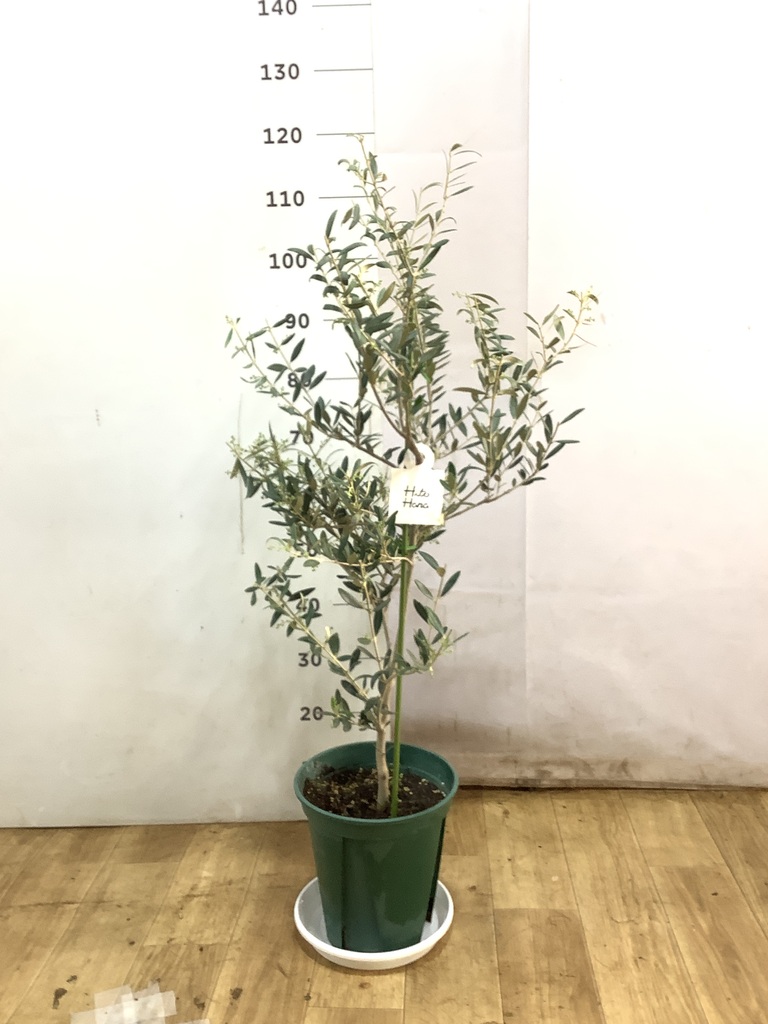 観葉植物 オリーブの木 8号 カヨンヌ プラスチック鉢 / 小倉園 | 観葉