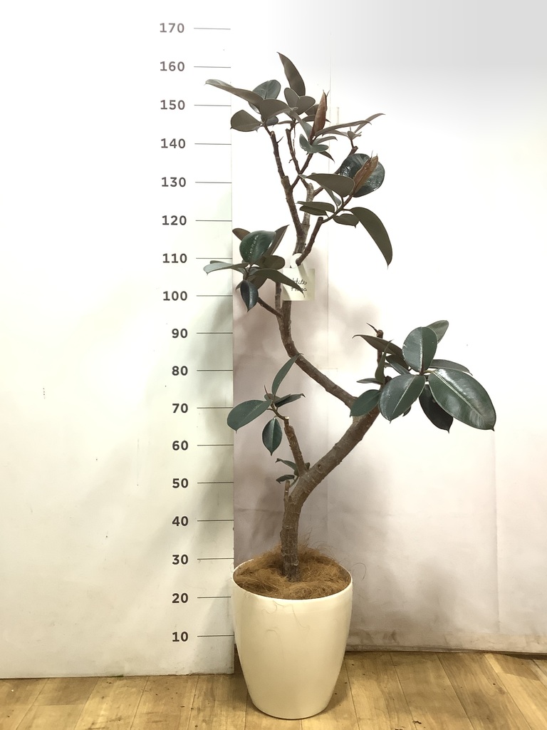 観葉植物 フィカス バーガンディ 8号 曲り ブリティッシュキューブ 観葉植物 フィカス バーガンディ 8号 曲り ブリティッシュキューブ
