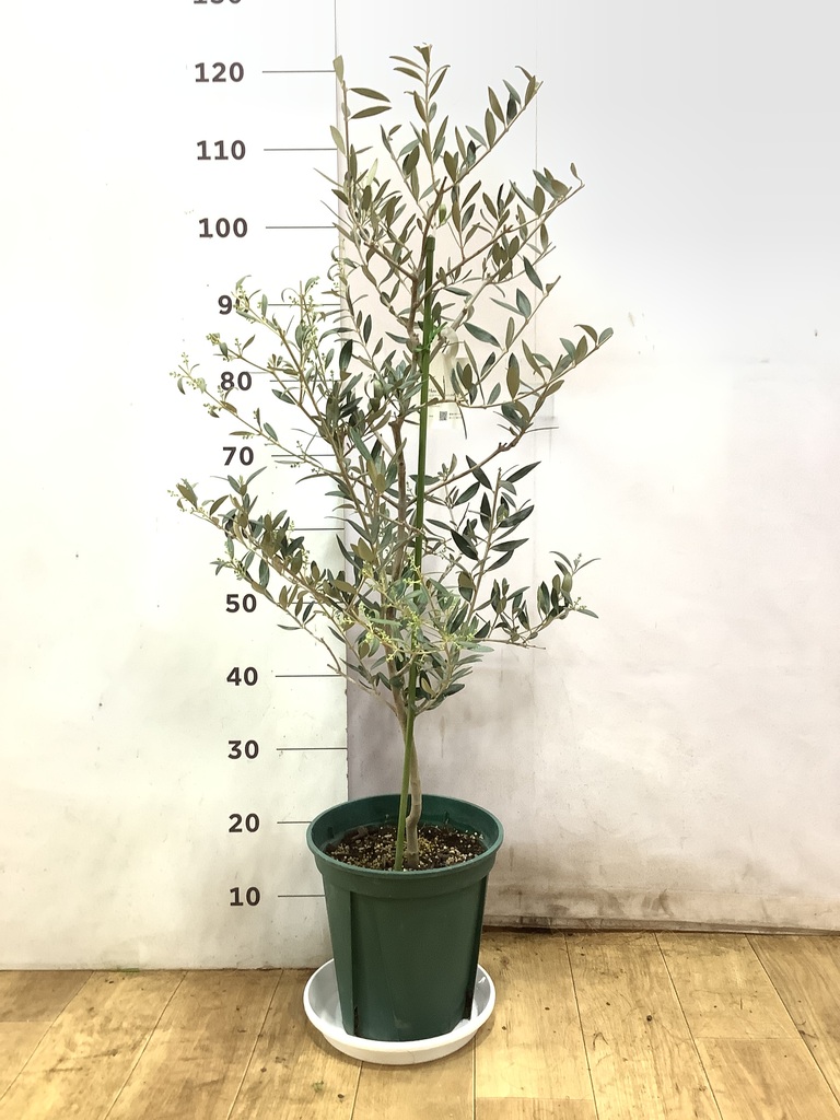 観葉植物 オリーブの木 8号 カヨンヌ プラスチック鉢 / 小倉園 | 観葉
