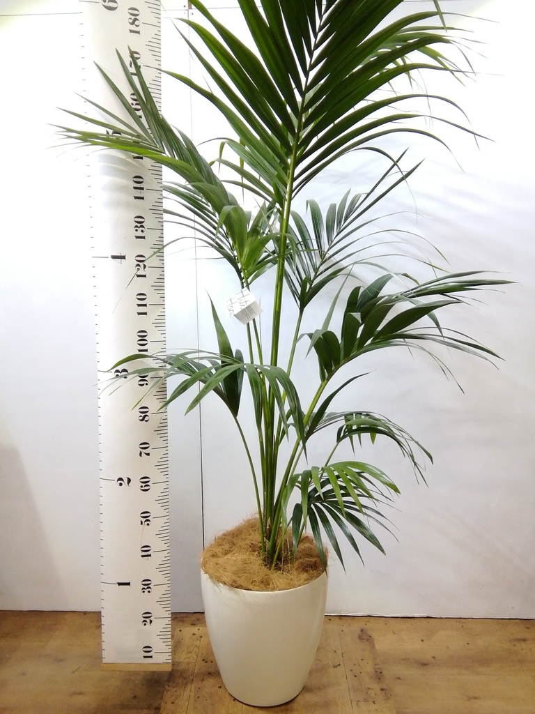 観葉植物 ケンチャヤシ 10号 ファイバークレイGray 付き | 観葉