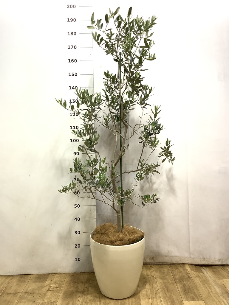観葉植物 オリーブの木 10号 レッチーノ セドナロング 墨 付き / 小倉