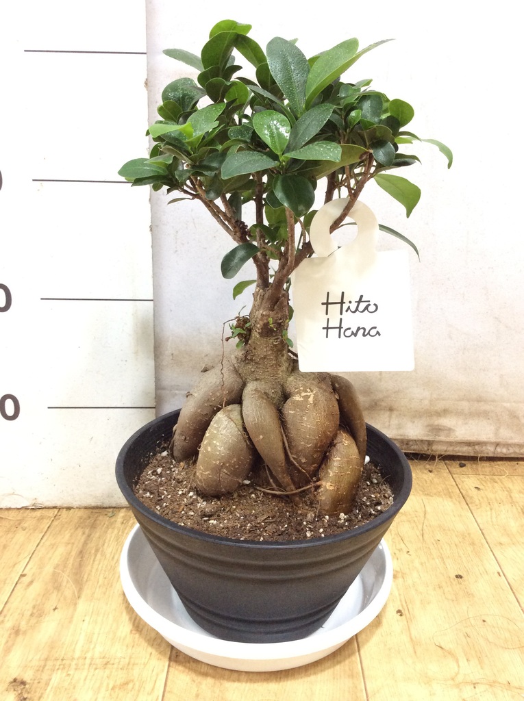 ガジュマル 7号 | 観葉植物通販HitoHana(ひとはな)