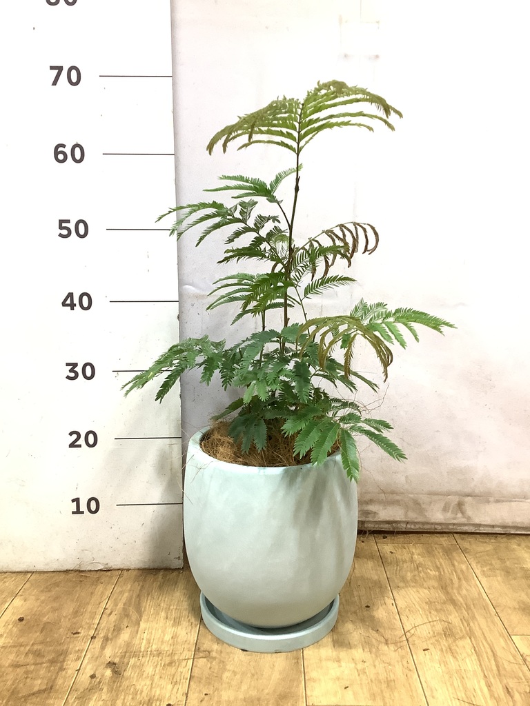 観葉植物 エバーフレッシュ 5号 プラスチック鉢 | 観葉植物なら