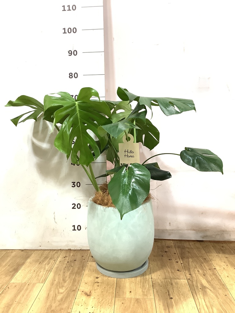 斑入りモンステラ 全高55センチ (7号)鉢植え 観葉植物 モンステラ【80cm】7号 斑入り プラスチック鉢 #69045 | 観葉