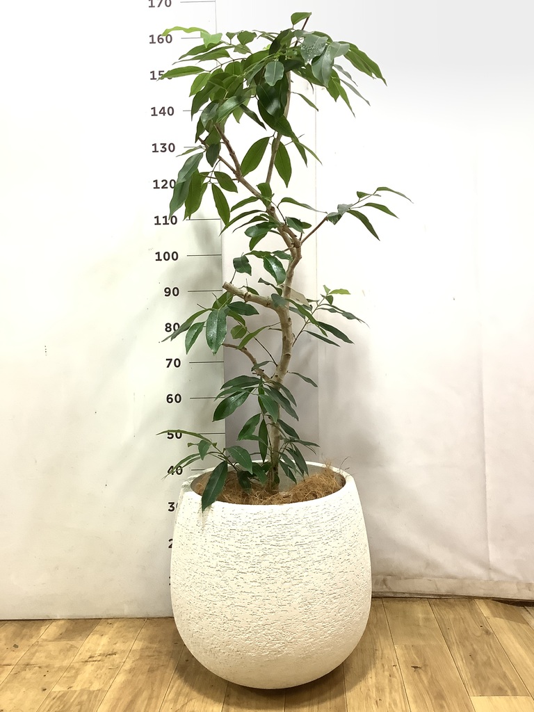 現品　アマゾンオリーブ　30番　オリーブ　観葉植物　希少　インテリアグリーン 観葉植物 アマゾンオリーブ (ムラサキフトモモ) 10号 エコストーンGray