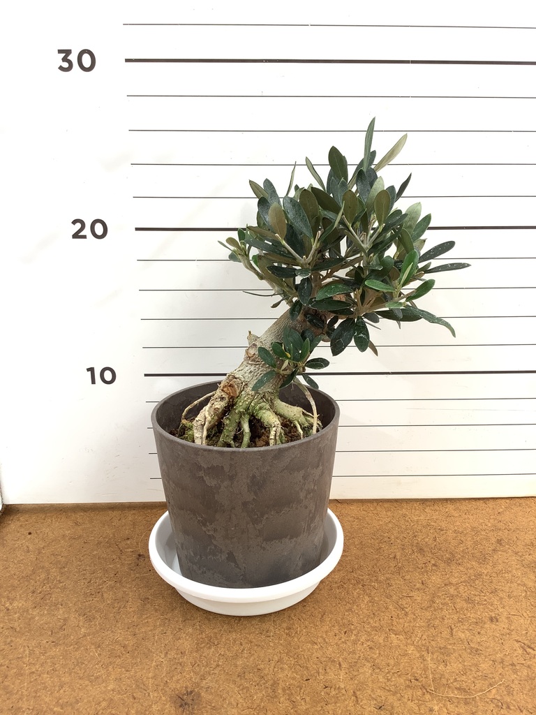 観葉植物 オリーブ 4号 創樹 盆栽仕立て | 観葉植物ならHitoHana(ひとはな)