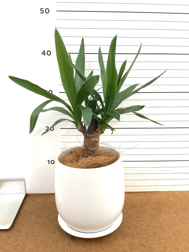 観葉植物 ユッカ 4号 ノーマル エッシ 16 R ブラウン 付き | 観葉植物