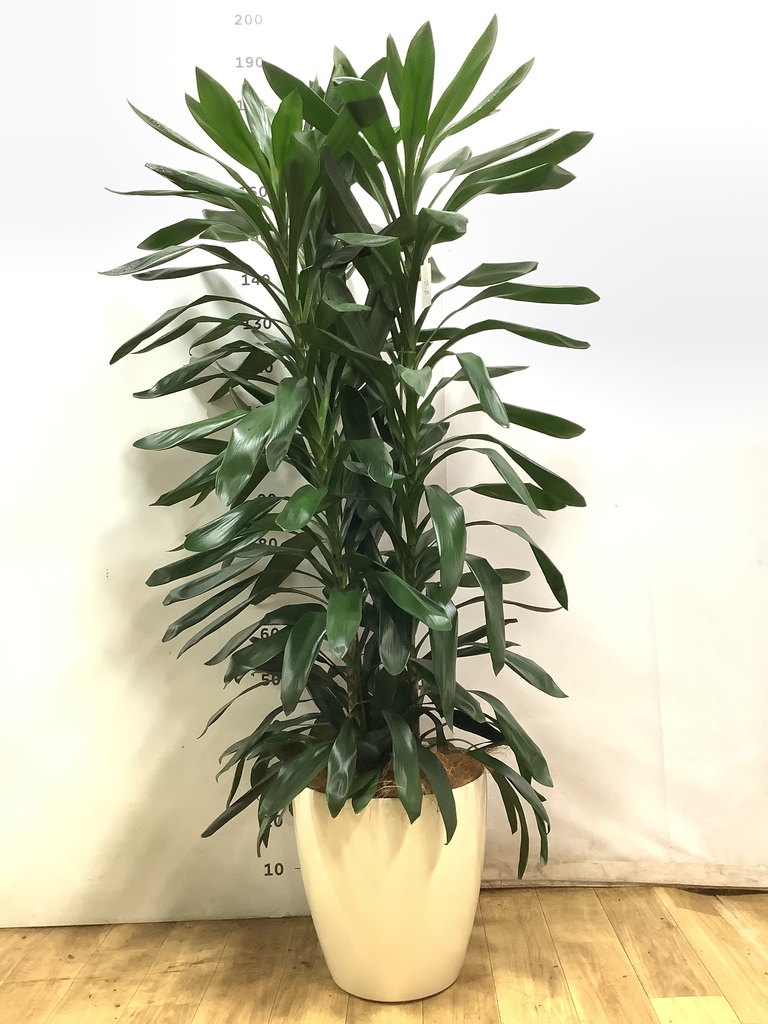 ドラセナ グローカル 10号 | 観葉植物通販HitoHana(ひとはな)