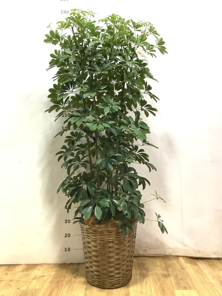 観葉植物 カポック（シェフレラ） 風水 | HitoHana（ひとはな）