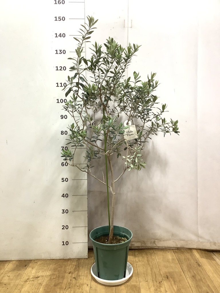 観葉植物 オリーブの木 8号 バロウニ プラスチック鉢 / 小倉園 | 観葉