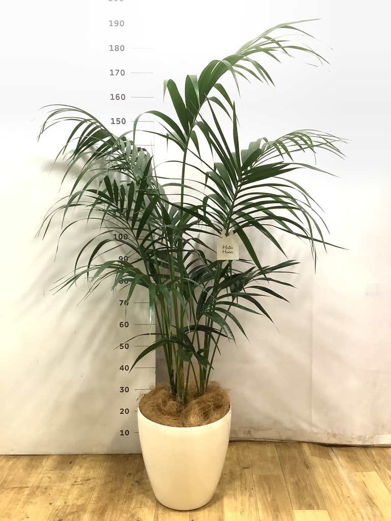ケンチャヤシ 10号 | 観葉植物の通販ならHitoHana（ひとはな）