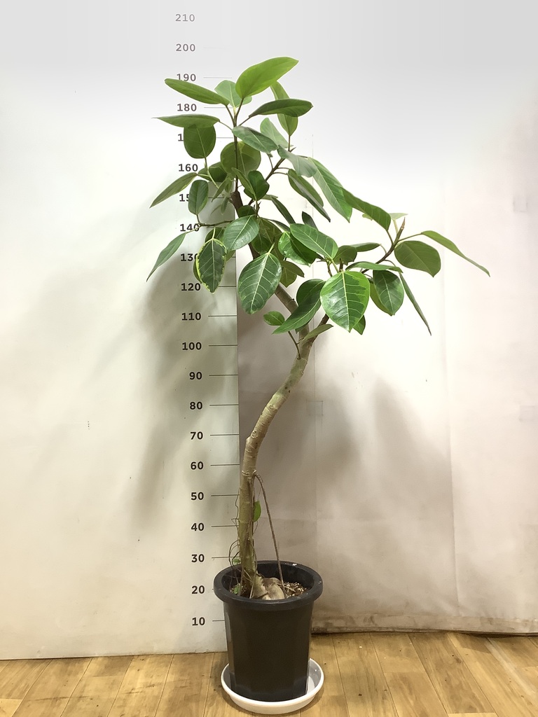 観葉植物 フィカス アルテシーマ 10号 曲り プラスチック鉢 | 観葉植物
