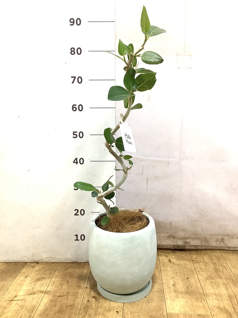 観葉植物　フィカス・ベンガレンシス　高さ175cm NODERIUM | フィカス ベンガレンシス Lサイズ｜【公式】ACTUS online