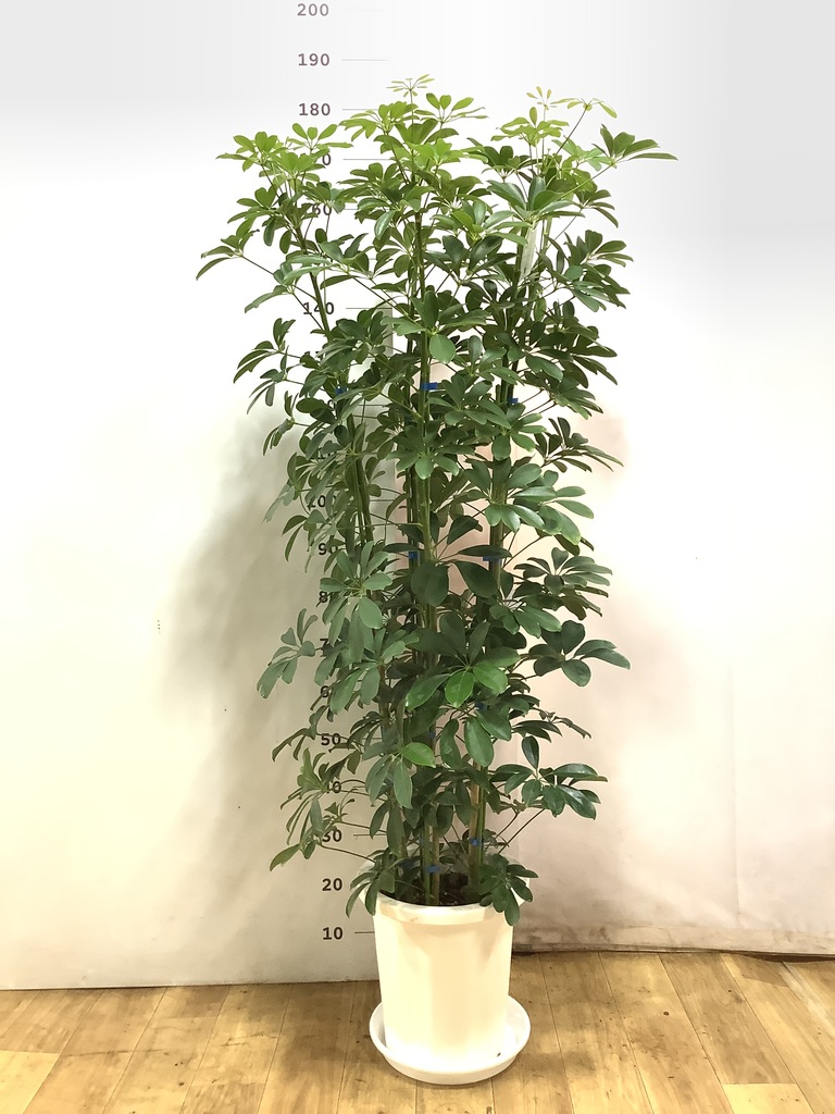 観葉植物 シェフレラ（カポック） 10号 ノーマル プラスチック鉢