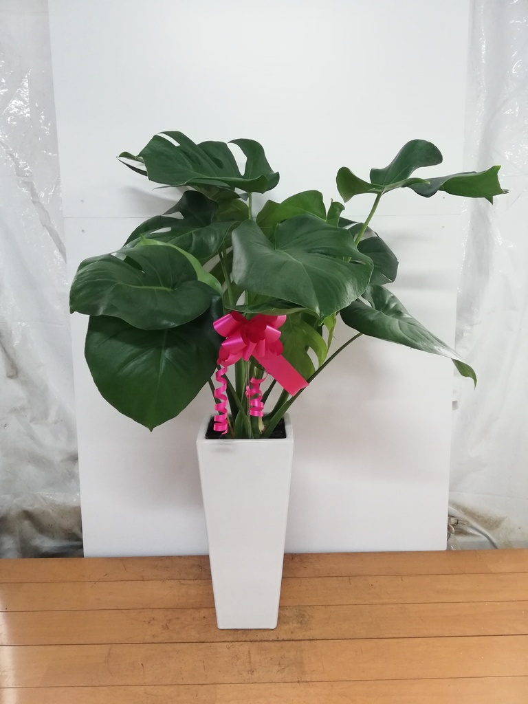観葉植物 モンステラ【80cm】7号 斑入り プラスチック鉢 #69045 | 観葉