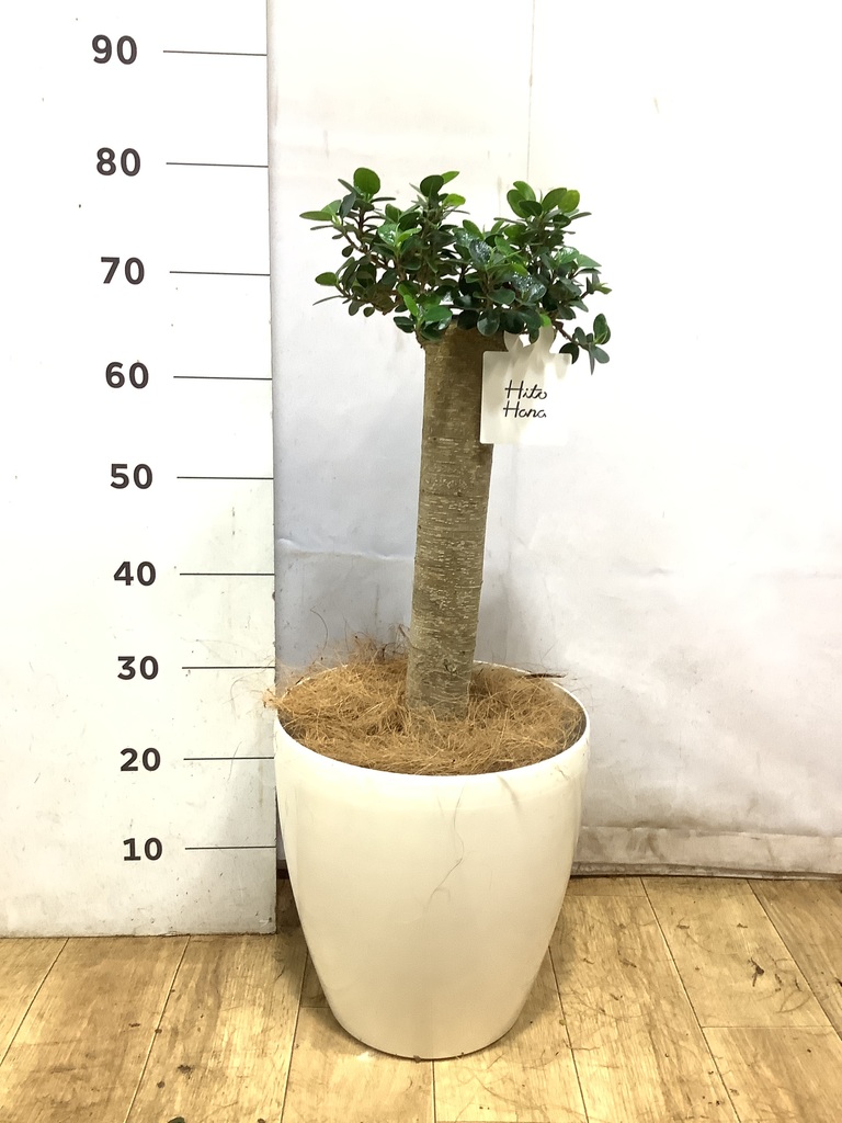 観葉植物 ガジュマル 8号 パンダ 朴仕立て ラスターポット 付き | 観葉
