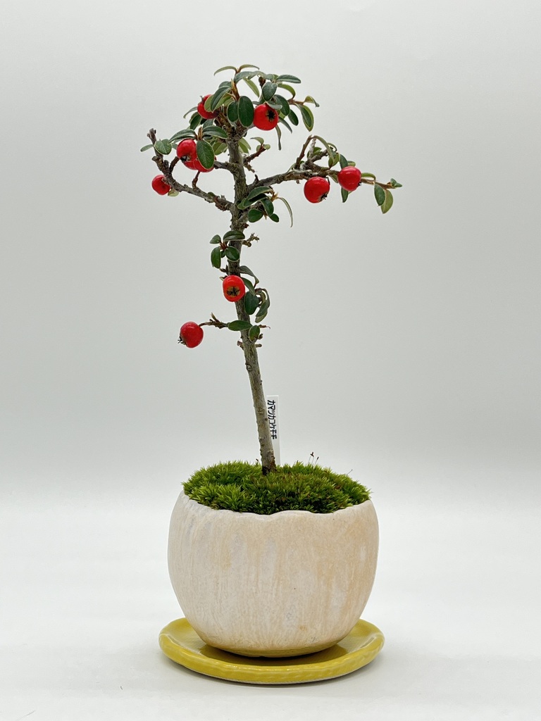 739.堂下豊生 盆栽鉢 植木鉢 小品盆栽 10*4cm 盆栽鉢 烏泥外縁輪花式鉢 植木鉢 中国鉢 張氏製陶 落款あり 12号 35cm