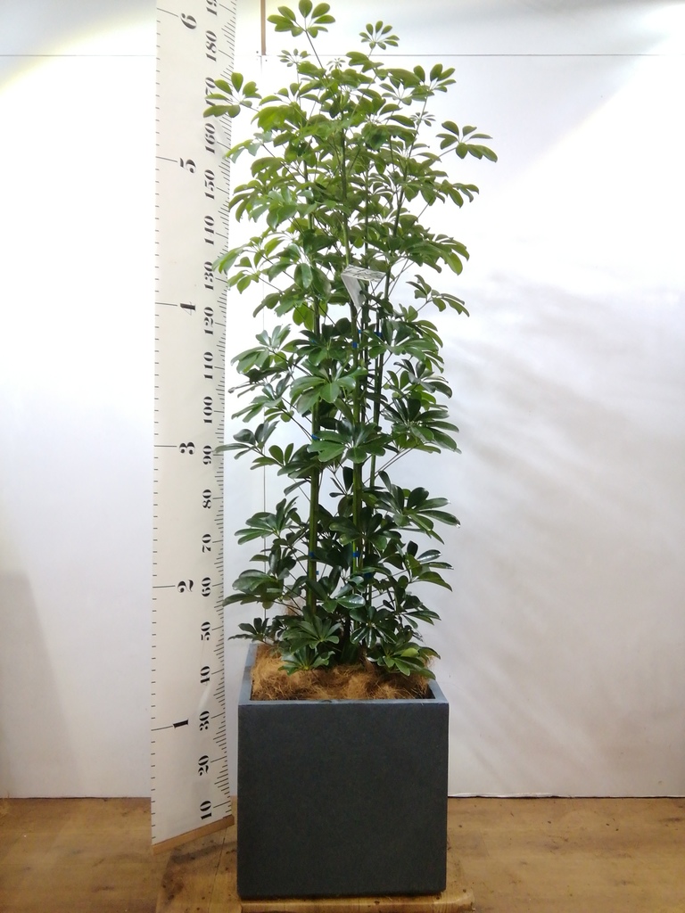 観葉植物 シェフレラ（カポック） 10号 ノーマル ファイバークレイ