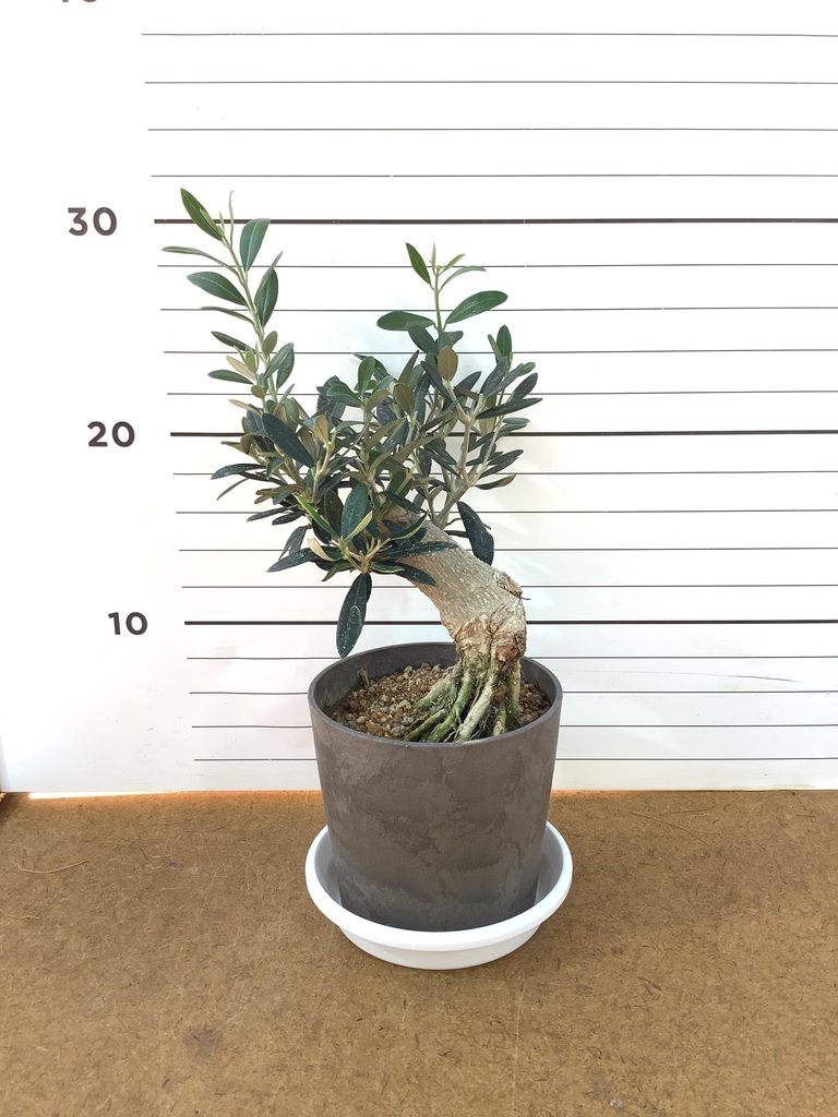観葉植物 オリーブ 4号 創樹 盆栽仕立て | 観葉植物ならHitoHana(ひとはな)