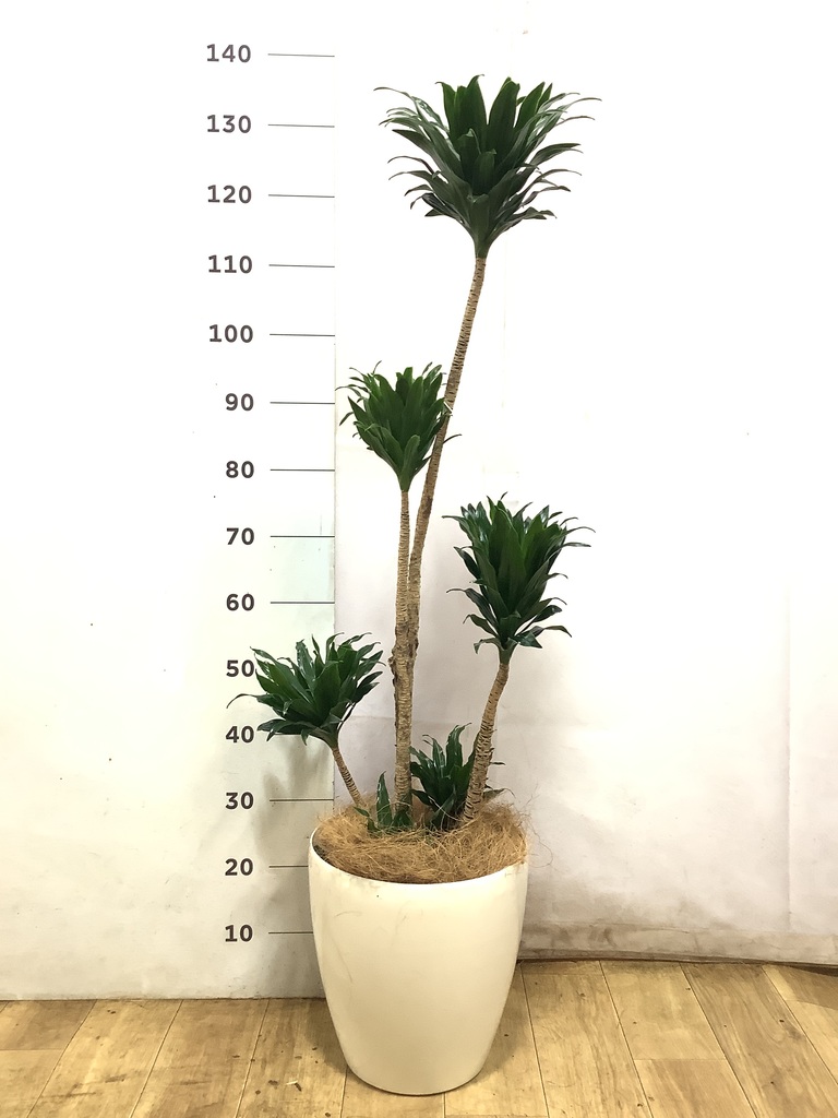 観葉植物 ドラセナ コンパクター 8号 リブバスケットNatural 付き