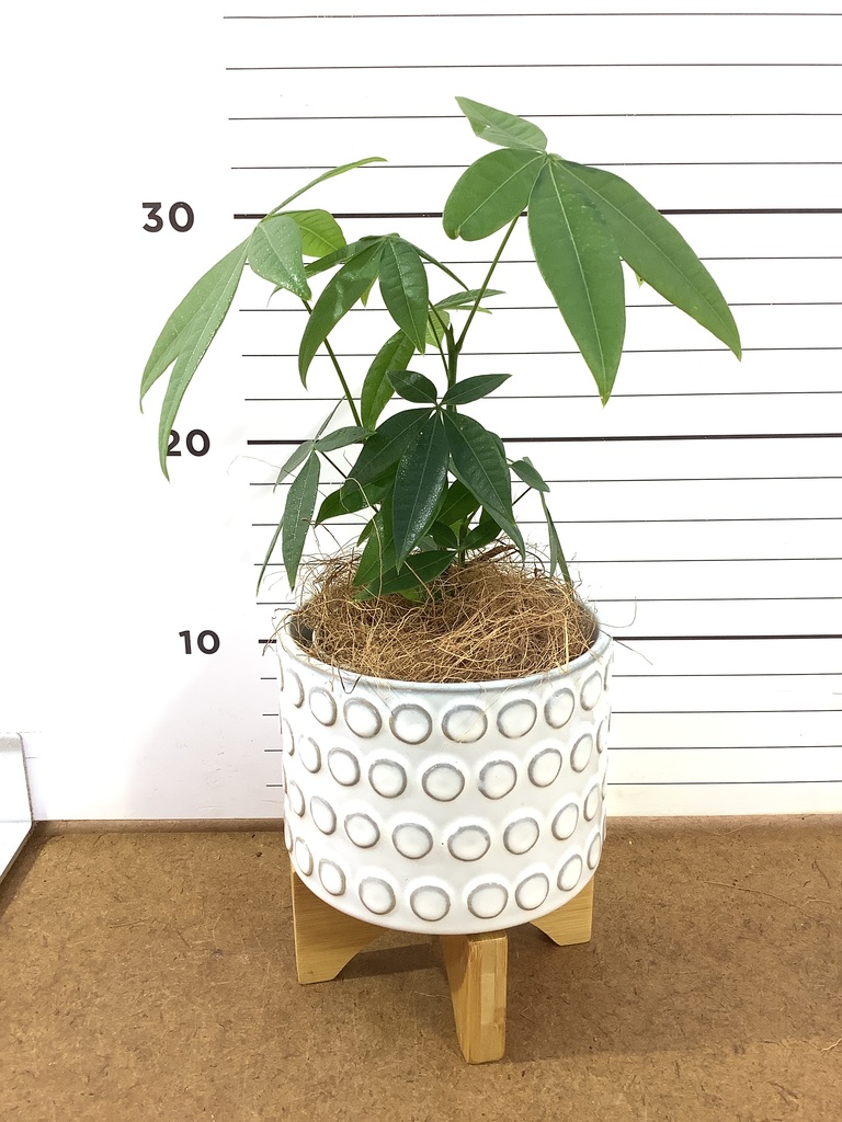 観葉植物 パキラ 3号 寄せ インナ 11 G 付き | 観葉植物ならHitoHana