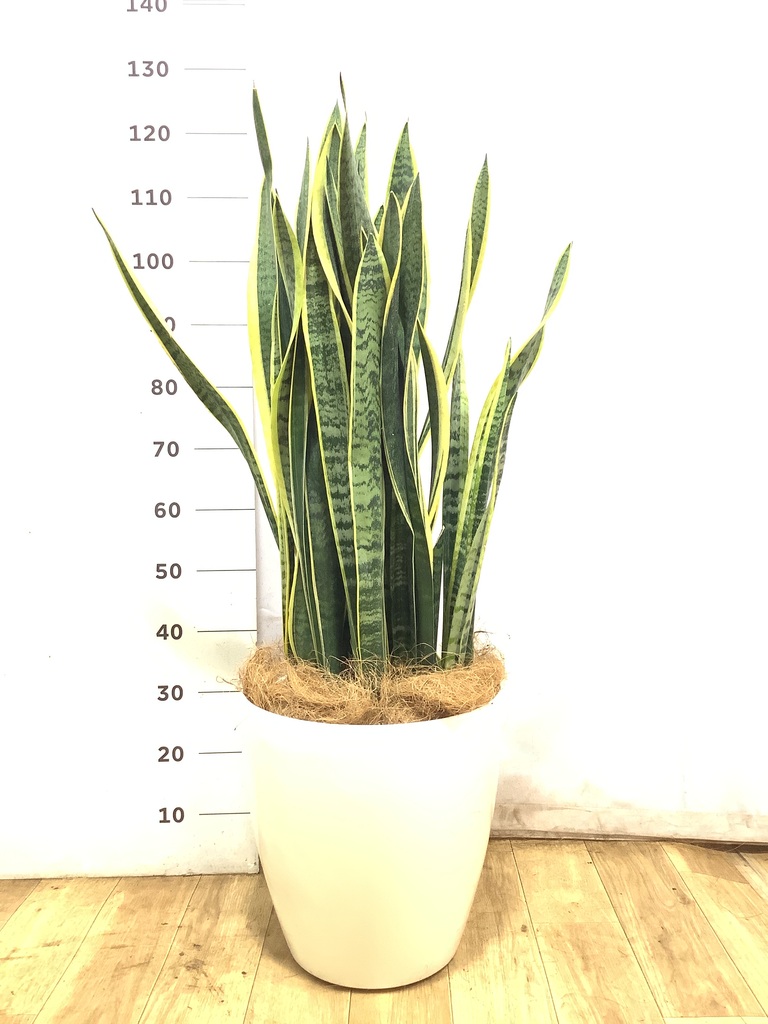 観葉植物 サンスベリア 10号 トラノオ ラスターポット 付き | 観葉植物