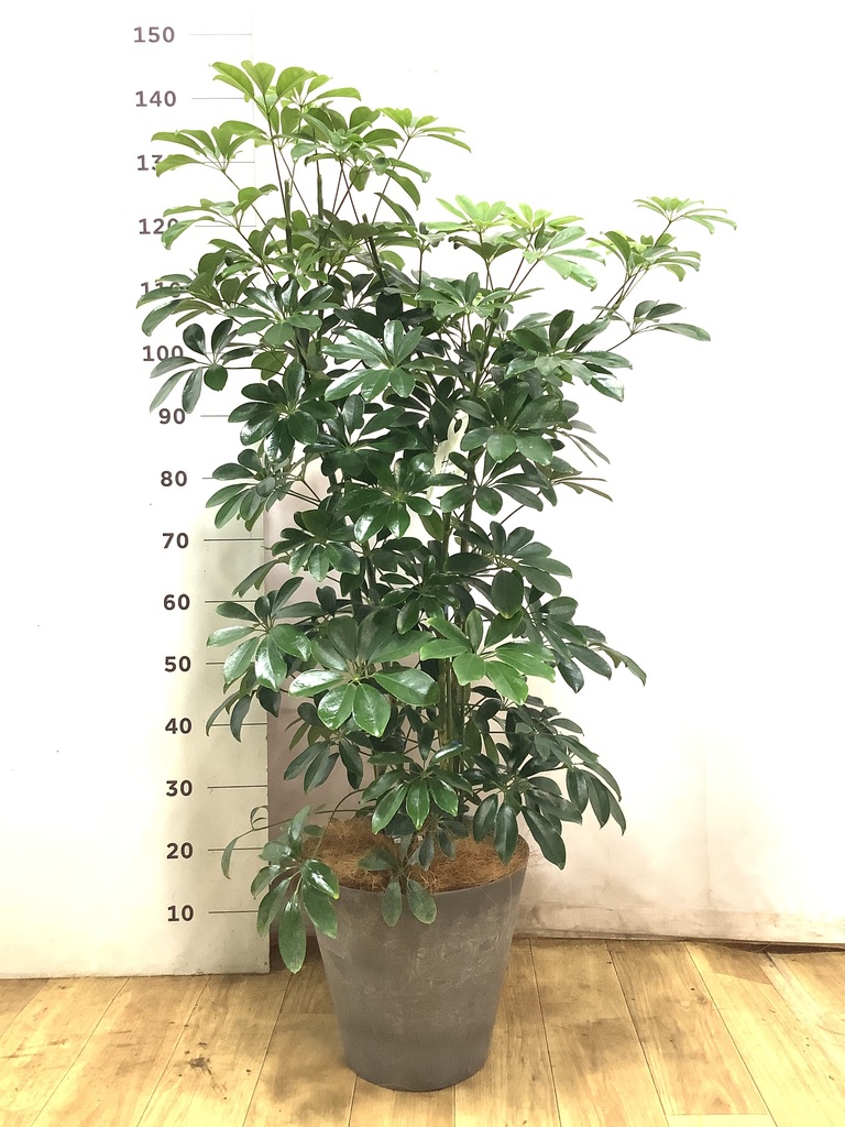 観葉植物 シェフレラ（カポック） 7号 ノーマル アートストーン