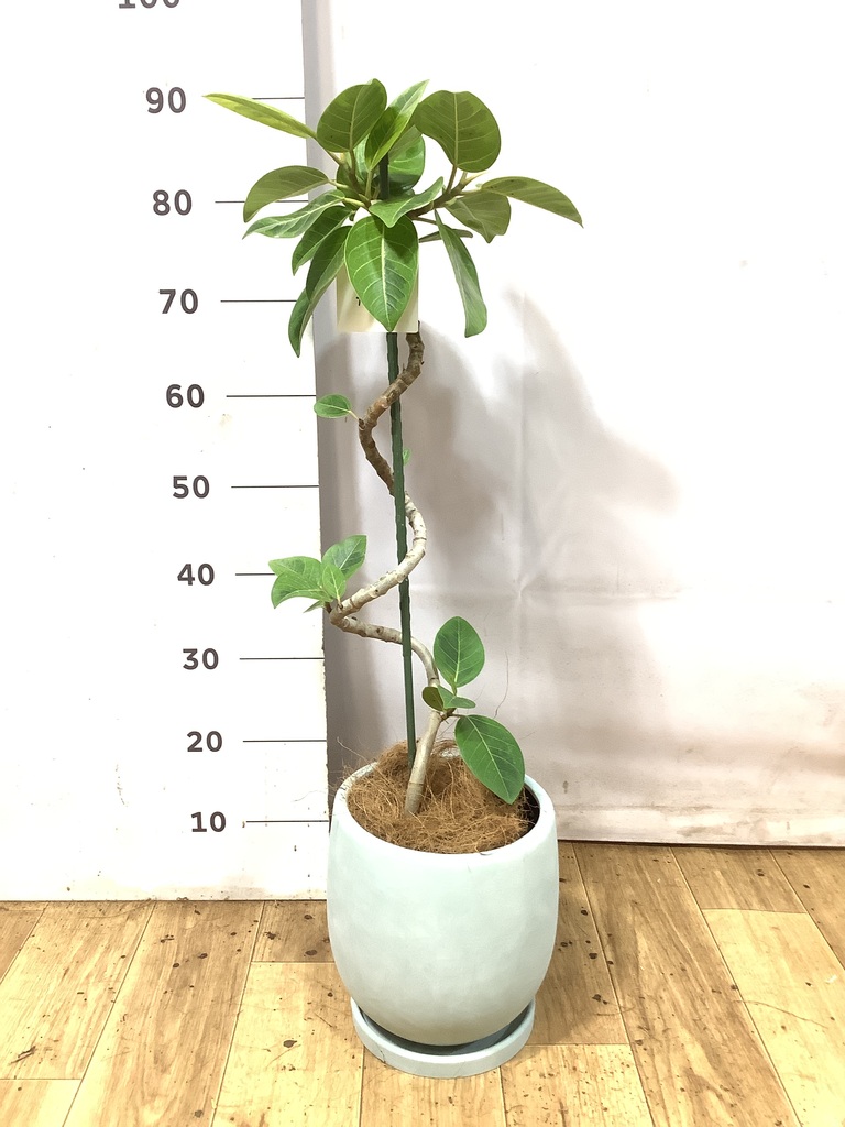 観葉植物 フィカス アルテシーマ 5号 曲り プラスチック鉢 | 観葉植物