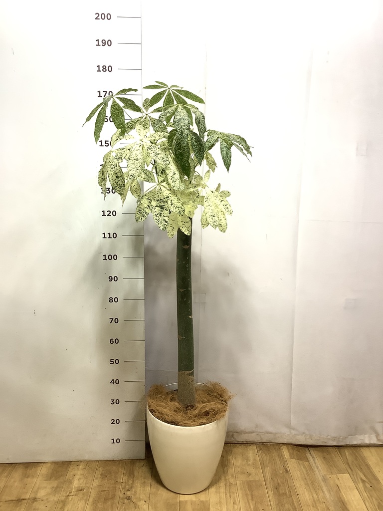 観葉植物 パキラ 10号 朴 斑入り ブリティッシュキューブ 付き | 観葉