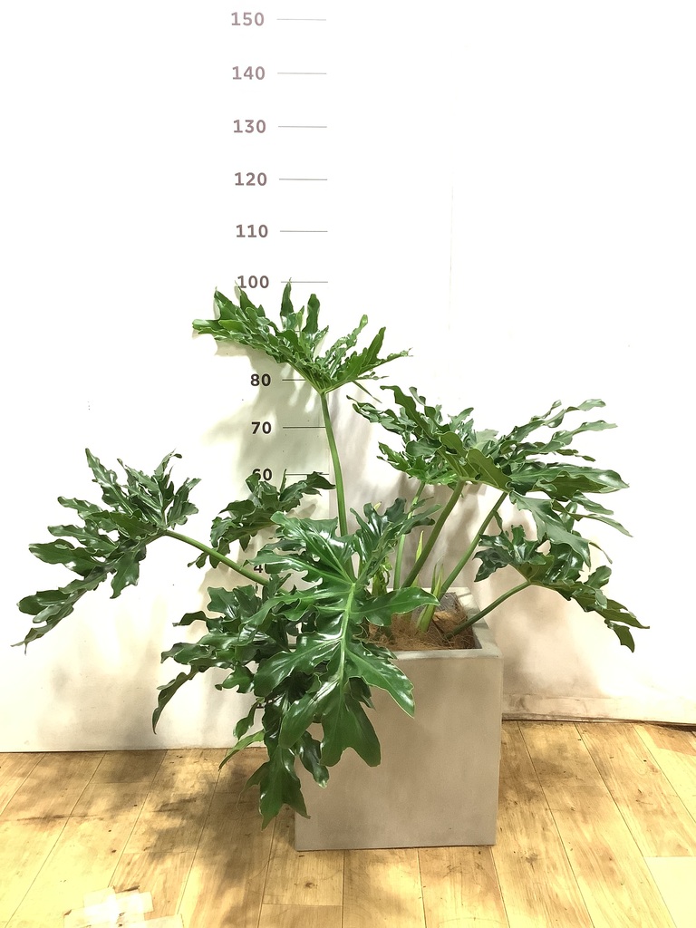 フィロデンドロン 8号 | 観葉植物通販HitoHana(ひとはな)