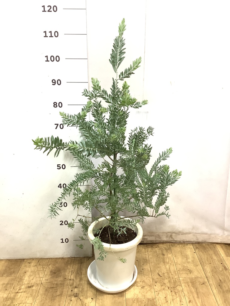 観葉植物 アカシア ブルーブッシュ 8号 プラスチック鉢 | 観葉植物なら