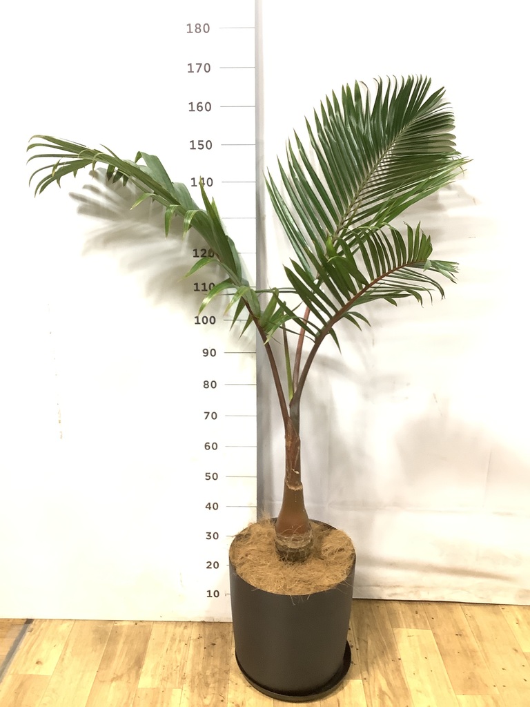 トックリヤシ | 観葉植物の通販ならHitoHana（ひとはな）