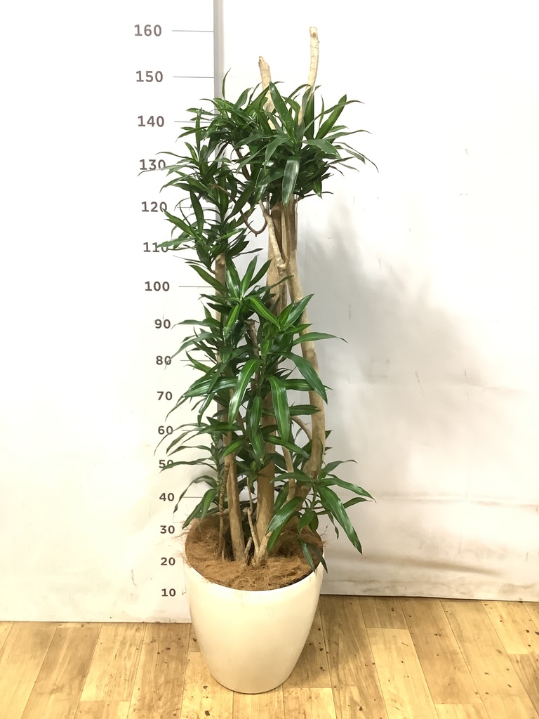 ドラセナ ソング オブ ジャマイカ | 観葉植物 | インテリアやギフトに