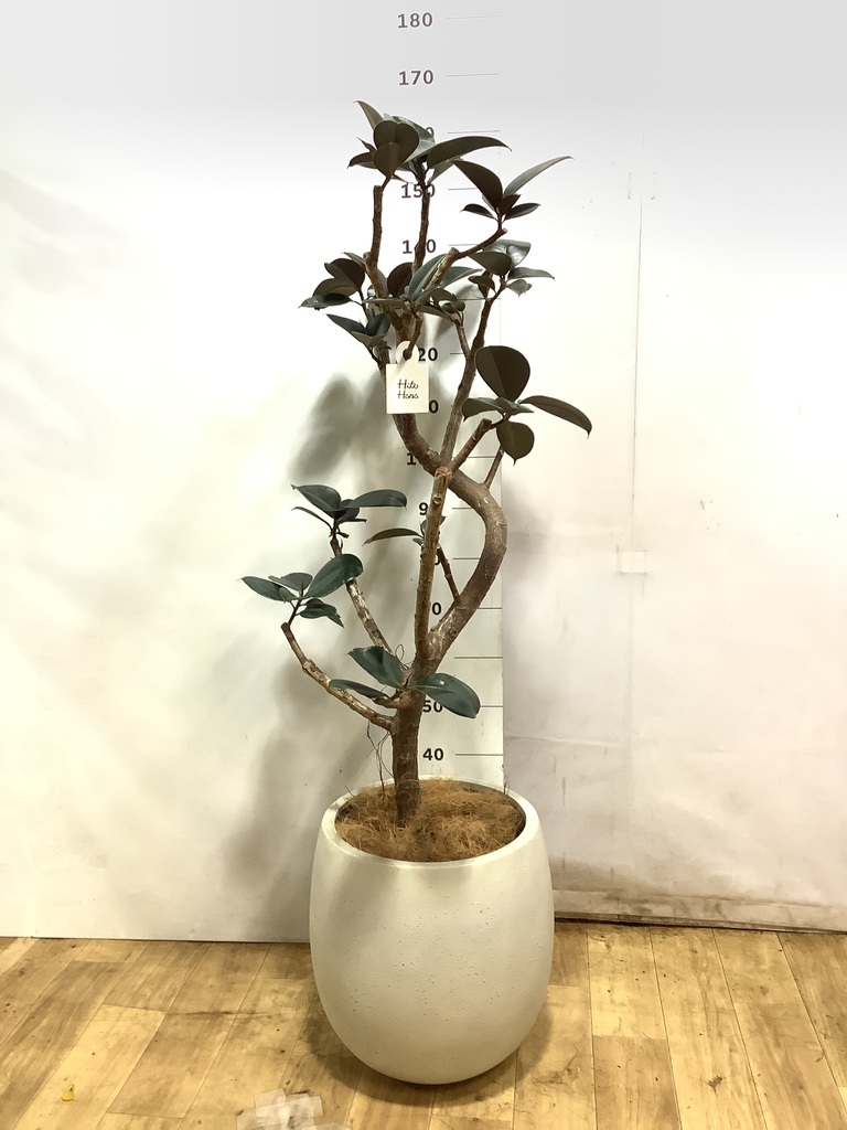 フィカス バーガンディ 1点もの（現品・現物） | 観葉植物 - HitoHana