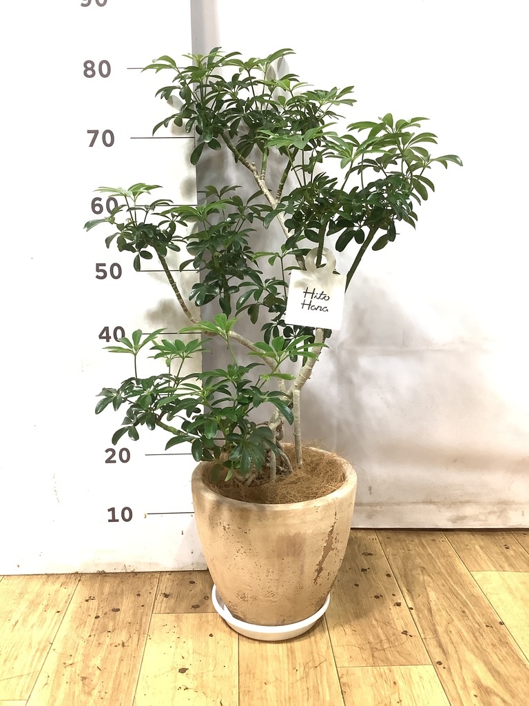 観葉植物 シェフレラ（カポック） 6号 根あがり プラスチック鉢 | 観葉