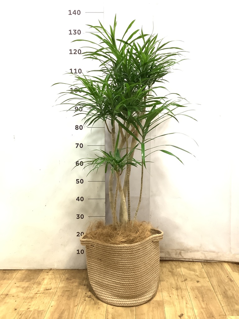 観葉植物 ドラセナ リフレクサ 8号 プラスチック鉢 | 観葉植物なら