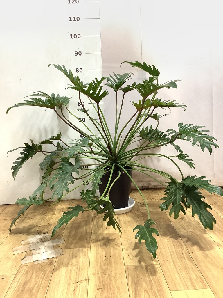 観葉植物　クッカバラ　フィロデンドロン　株立ち　希少　高さ７５㎝　インテリアグリーン imgrc0093344957.jpg