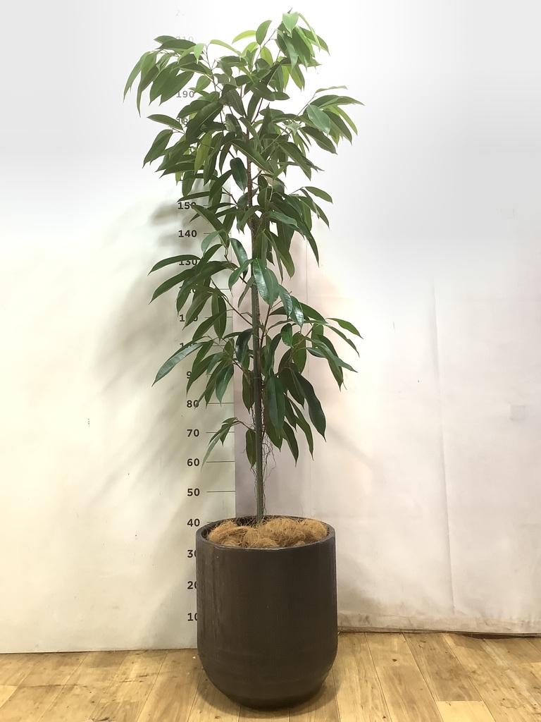 フィッカス・アムステルダム　インテリアポット入　リビングサイズ 観葉植物 フィカス アムステルダムキング 10号 ノーマル エステリ