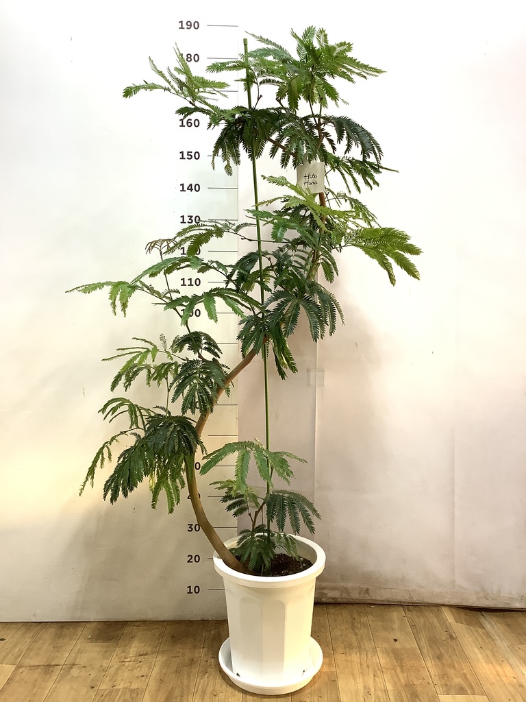 【引き取り　大阪市内】10.5号　2メートル20センチ　曲がりエバーフレッシュ★ 観葉植物 エバーフレッシュ 10号 曲り プラスチック鉢 | 観葉植物なら