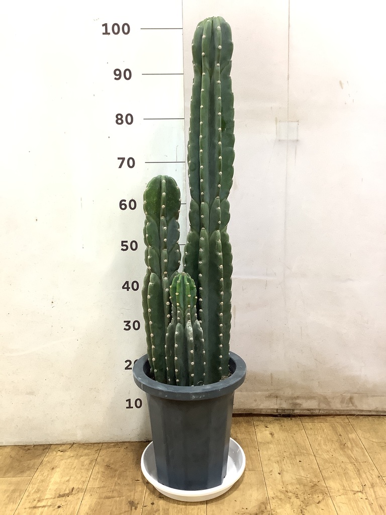 観葉植物 柱サボテン 8号 プラスチック鉢 | 観葉植物ならHitoHana(ひと