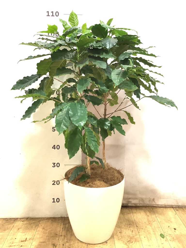 観葉植物 コーヒーの木 8号 ブリティッシュキューブ 付き | 観葉植物