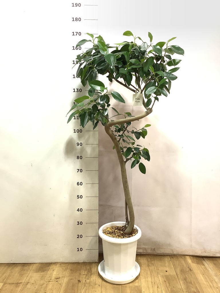 観葉植物 フランスゴムの木 10号 曲り プラスチック鉢 | 観葉植物なら