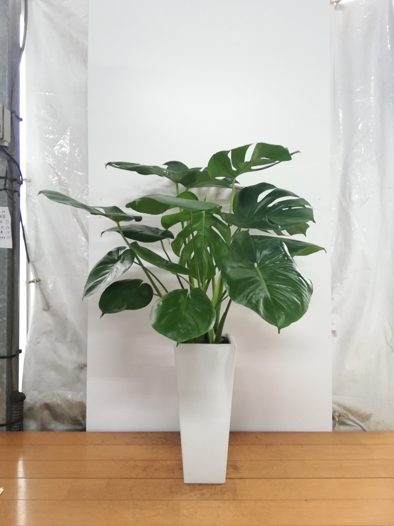 観葉植物 モンステラ【80cm】7号 斑入り プラスチック鉢 #69045 | 観葉