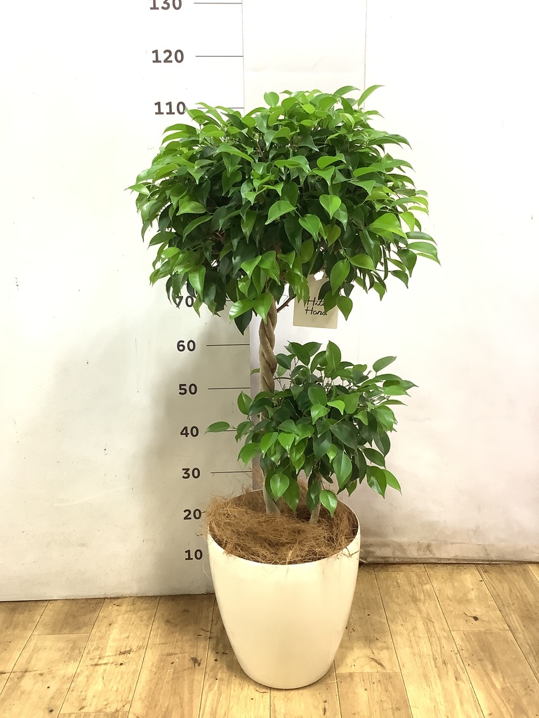 フィカス ベンジャミン 8号 | 観葉植物 | インテリアやギフトに